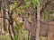 PR1851     Game and Cattle farm  164 ha  for sale Mookgopong Vaalwater Limpopo